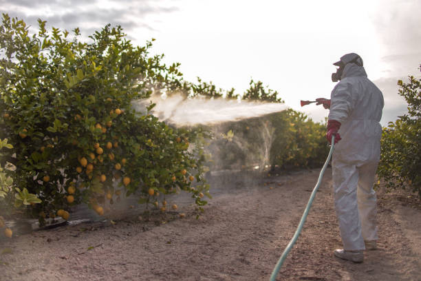 Best Rat Extermination Near Me  in East Mountain, TX