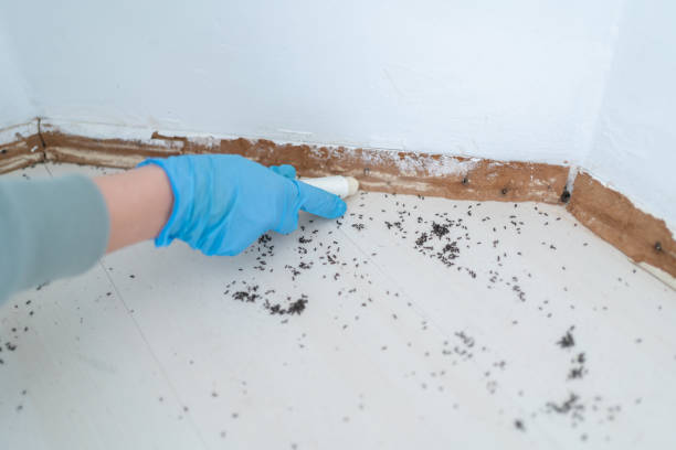 Best Exterminator Services  in East Mountain, TX